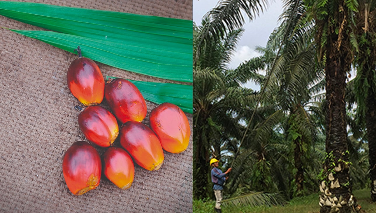 UBI - LUB - palm oil - slider 3